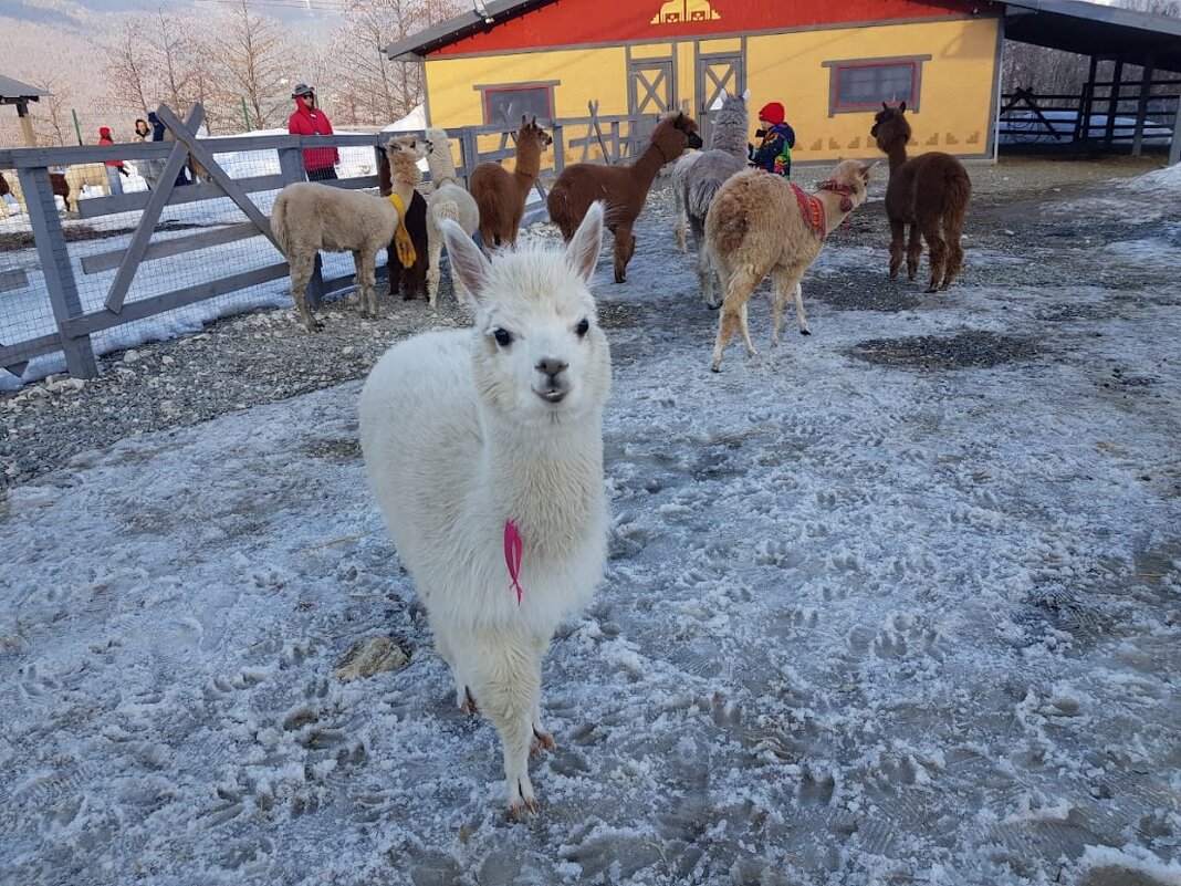 Парк АЛЬПАК. Роза хутор - Tata Wolf