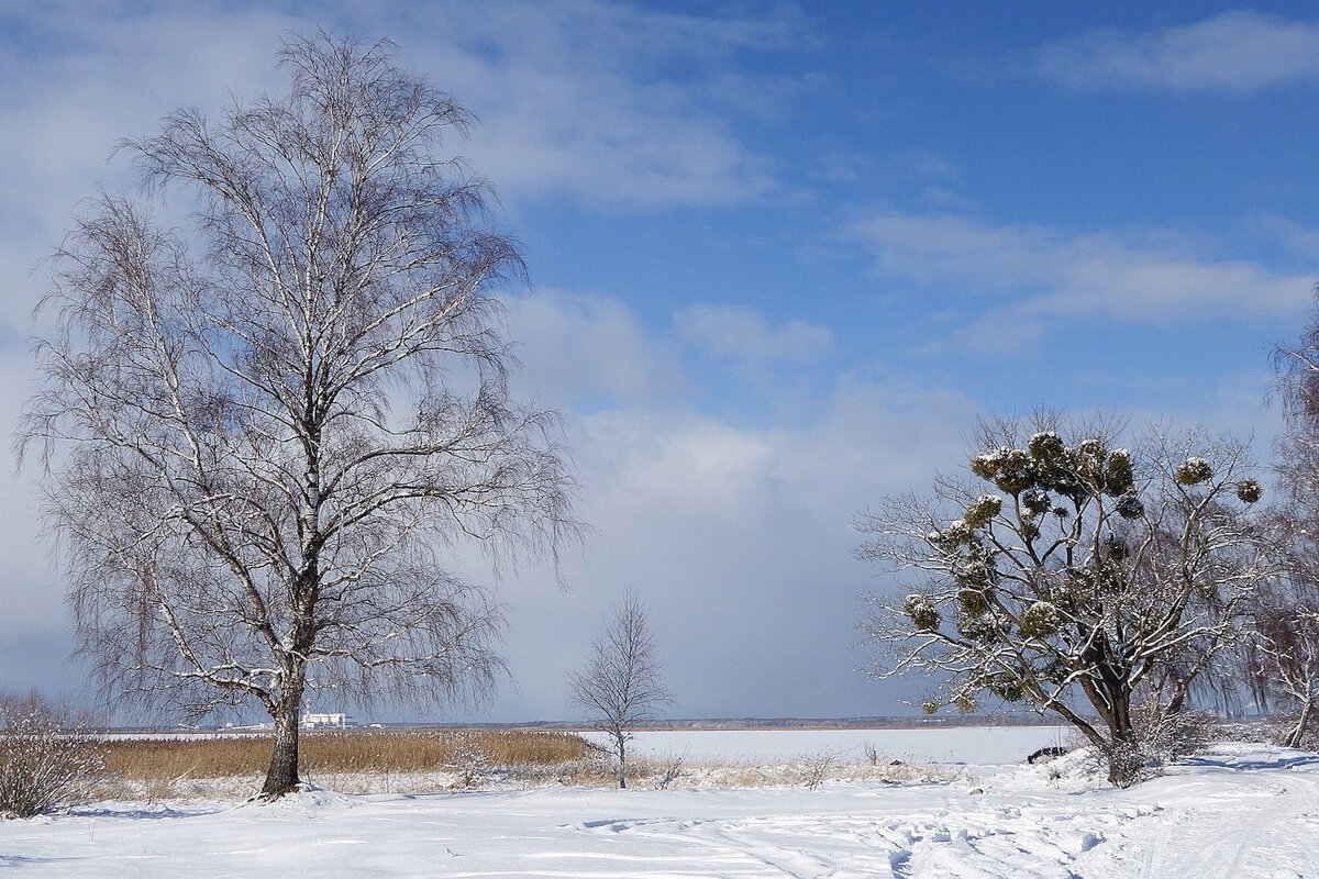 Побережье Калининградского залива - Рита Симонова Побережье Калининградского залива - Рита Симонова
