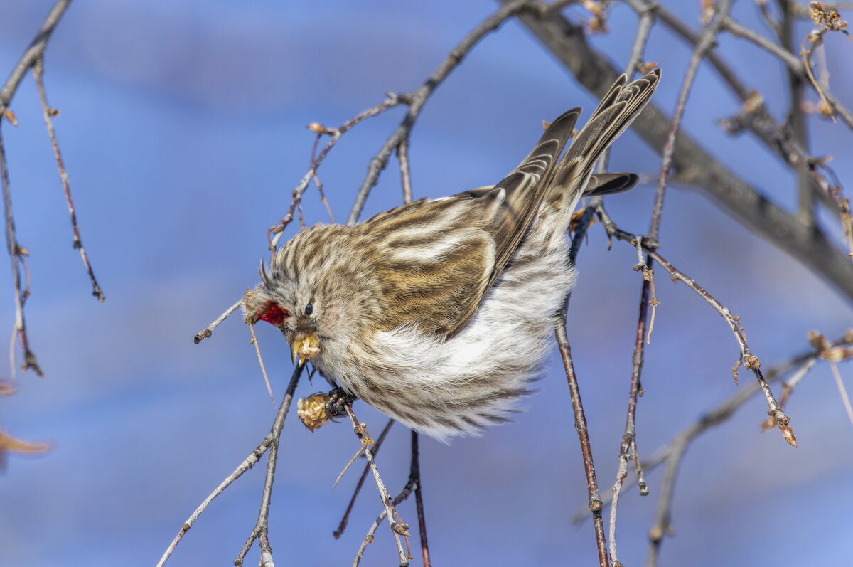 чечетка - юрий макаров чечетка - юрий макаров