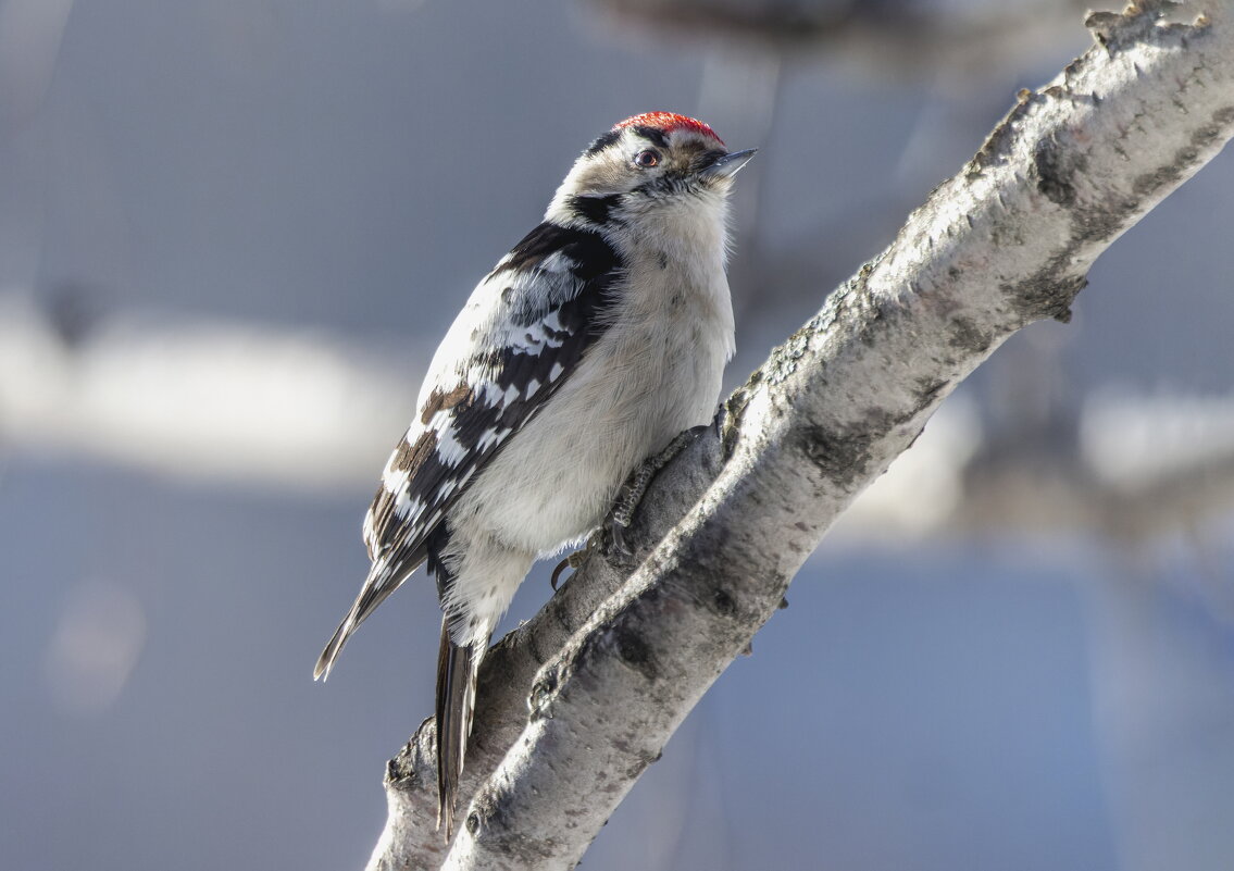 малый пестрый дятел. - юрий макаров