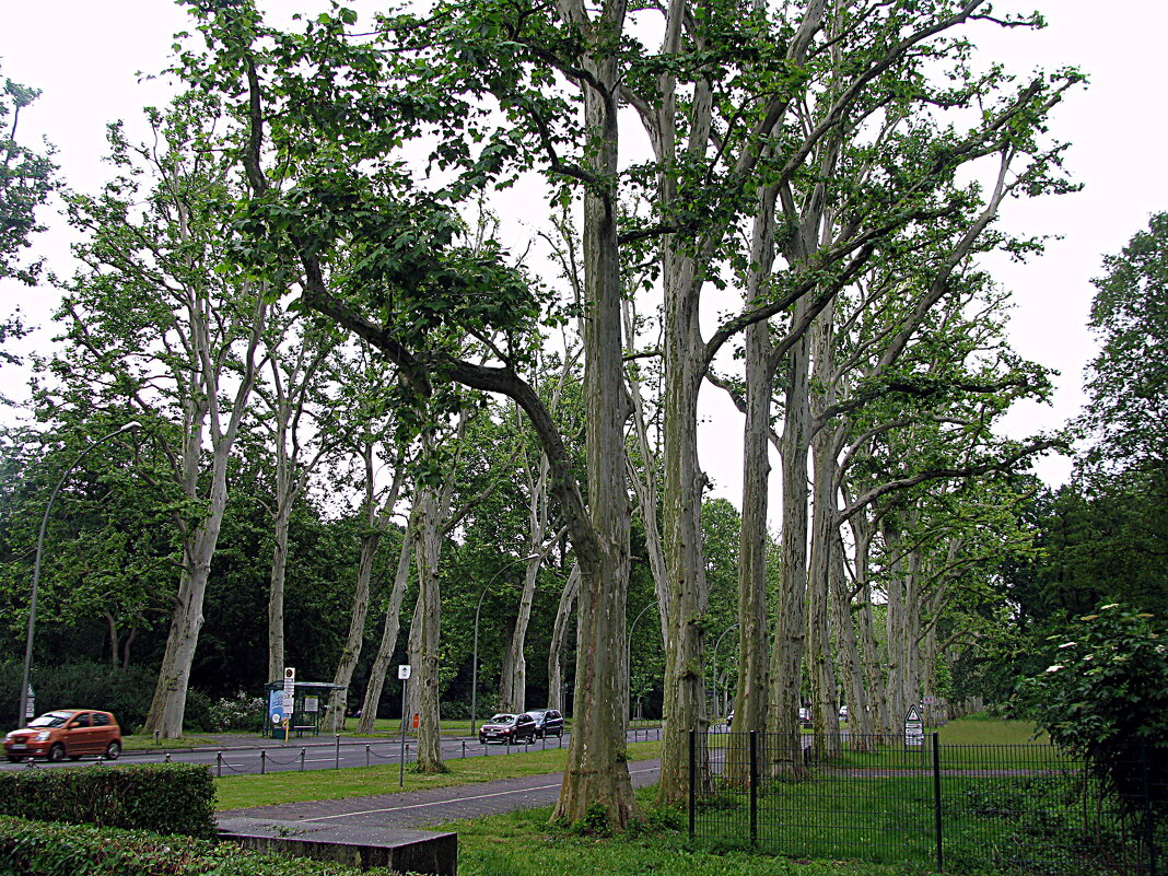 Германия. - Владимир Драгунский Германия. - Владимир Драгунский