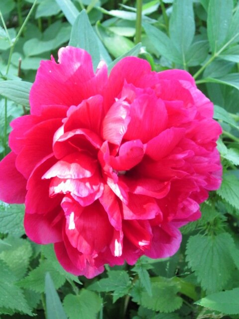 Пион - Дмитрий Никитин