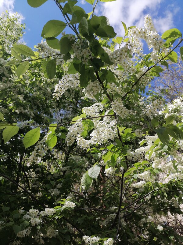 ,,, - Сергей Тимоновский ,,, - Сергей Тимоновский