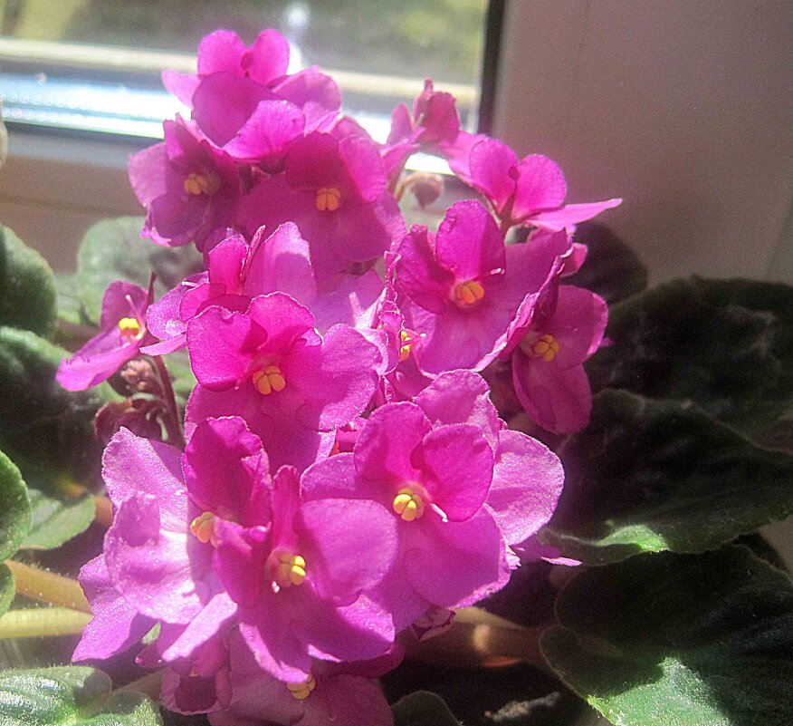 Фиалки - Елена Семигина