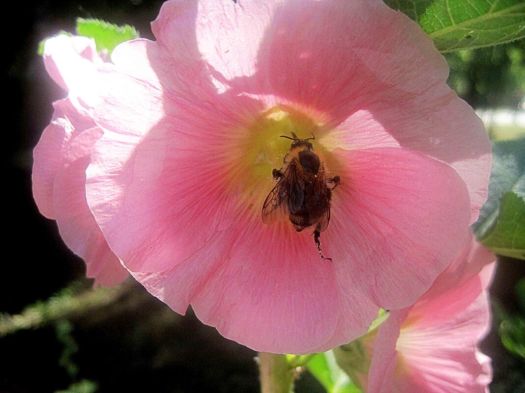 Вспоминая лето - Елена Семигина