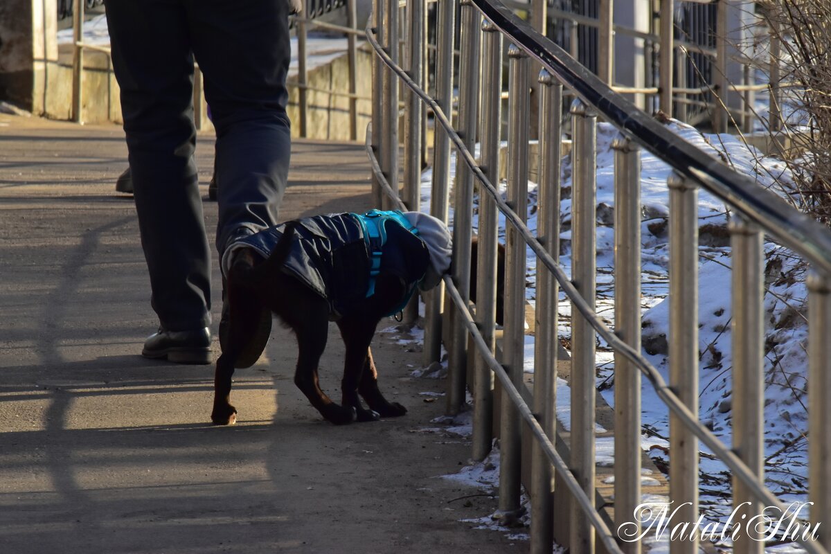 Молодой, любопытный. - Наталья Вязигина