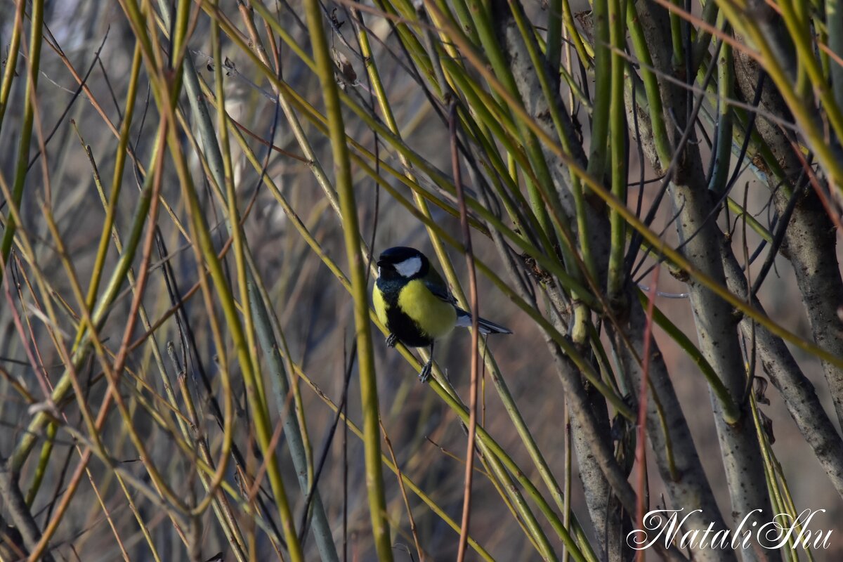 Мелочь пузатая. - Наталья Вязигина