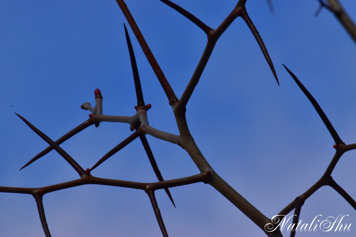 Природа. - Наталья Вязигина