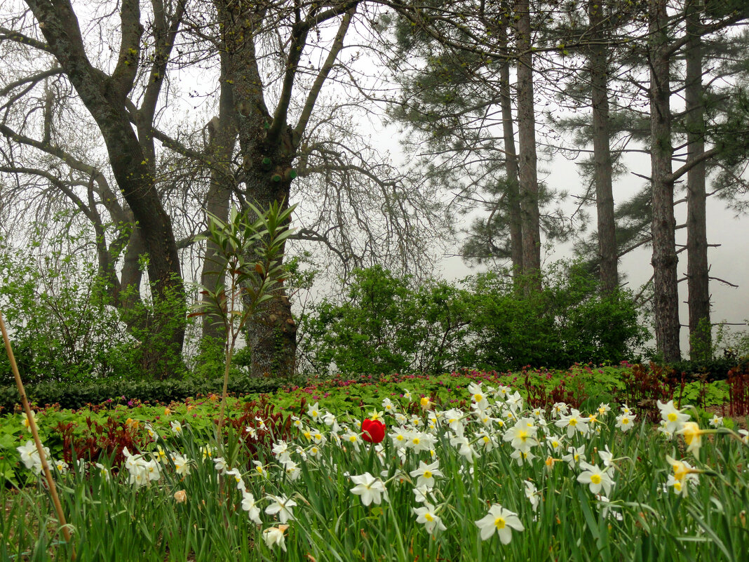весна в Массандровском парке (очень хочется весны) - Ольга 