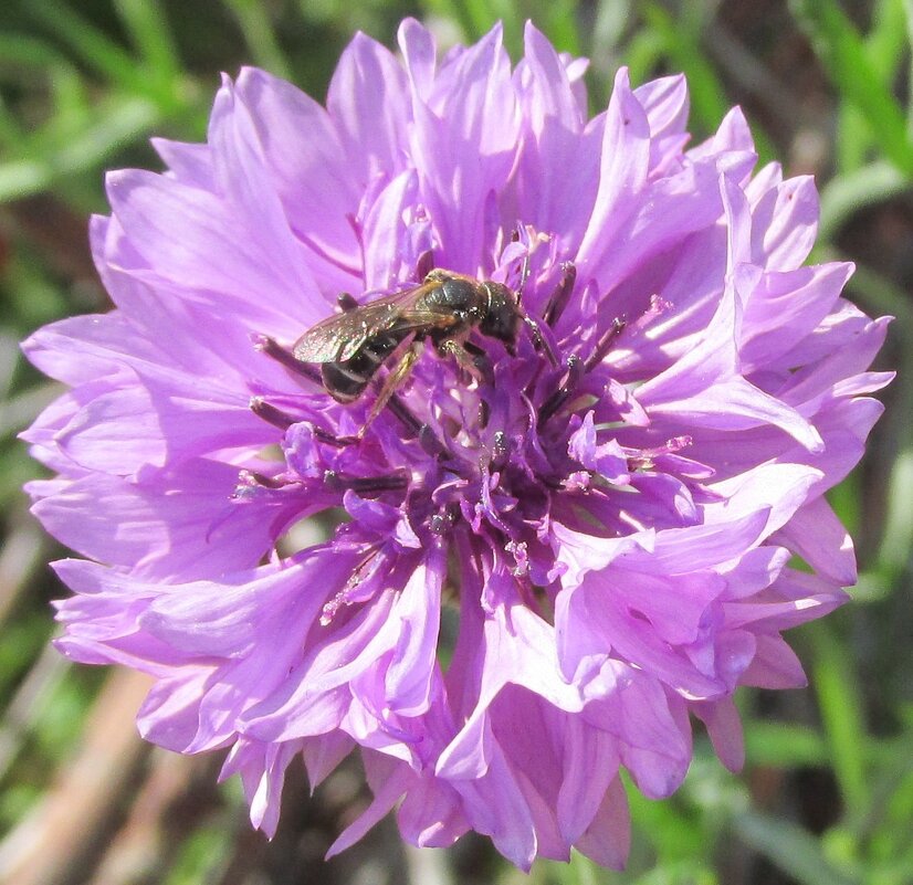 В гостях у василёчка - Galaelina ***