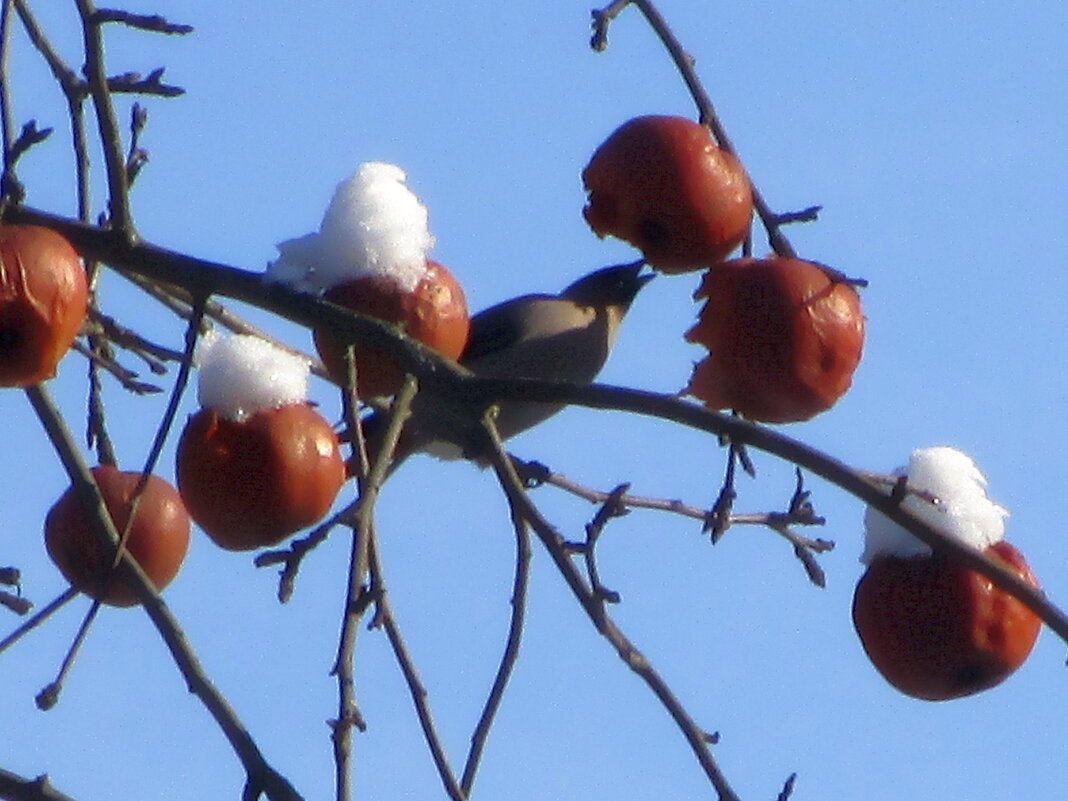 "Столовая" для птиц. - Ольга Довженко "Столовая" для птиц. - Ольга Довженко