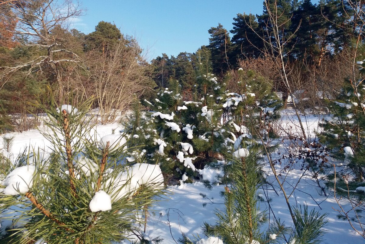 этюд февраля - Galina Solovova этюд февраля - Galina Solovova