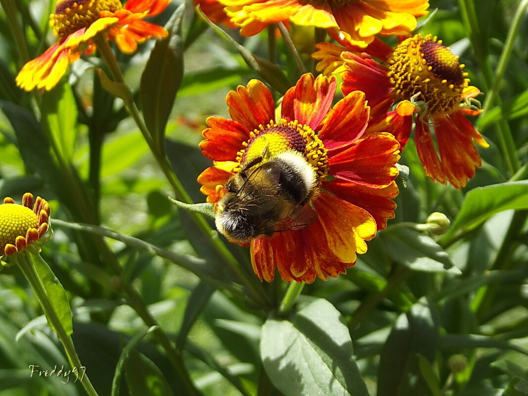 Живая природа - Freddy 97 Живая природа - Freddy 97