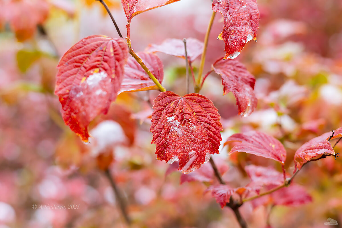 Красные листья осени - Александр Синдерёв