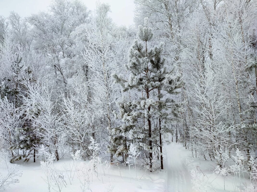По тропинке в сказочный лес - Валентина Богатко 