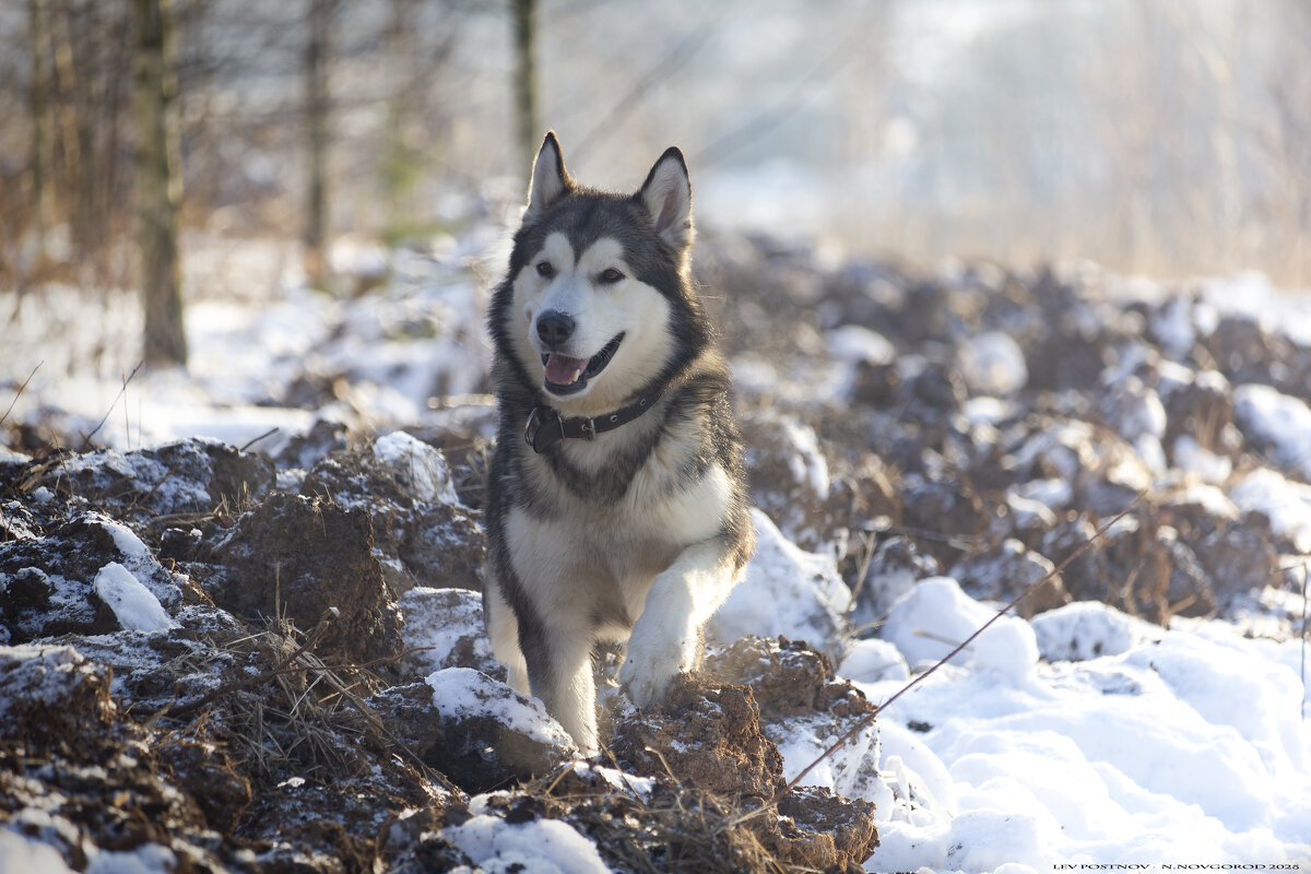 Ярик. - leff Postnov