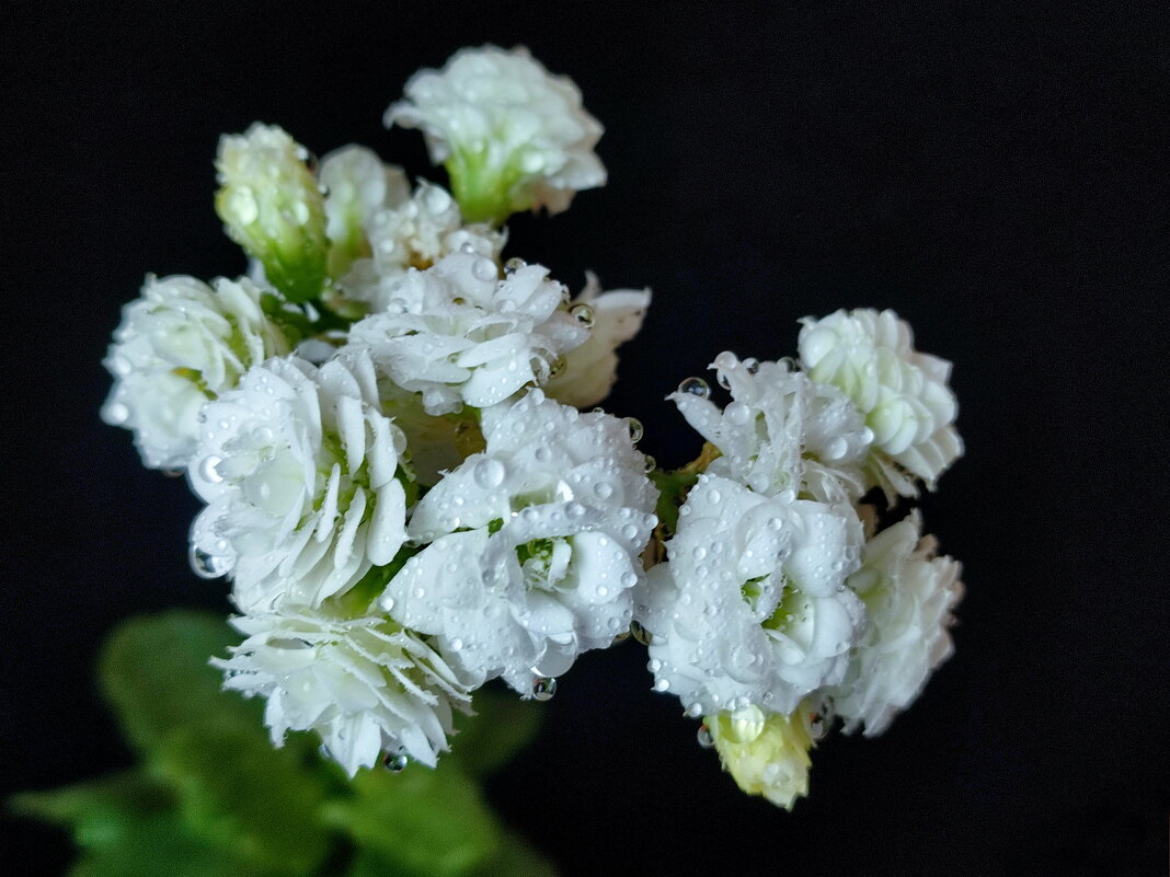 В капельках - Валентина Богатко В капельках - Валентина Богатко