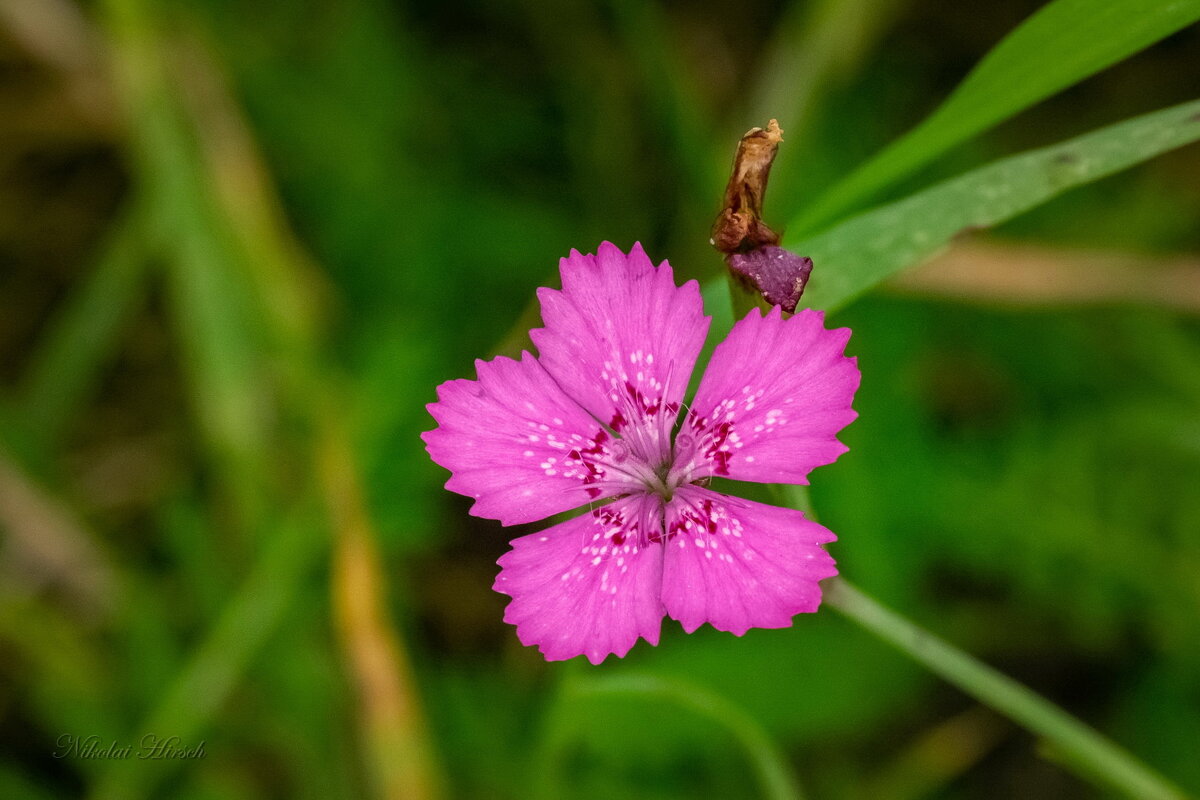 Гвоздика полевая... - Николай Гирш Гвоздика полевая... - Николай Гирш