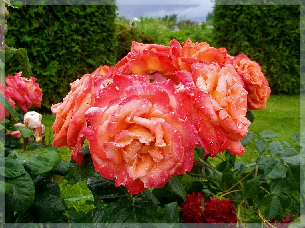 Поздравляю защитников Отечества с наступающим праздником! - Лия ☼ Поздравляю защитников Отечества с наступающим праздником! - Лия ☼