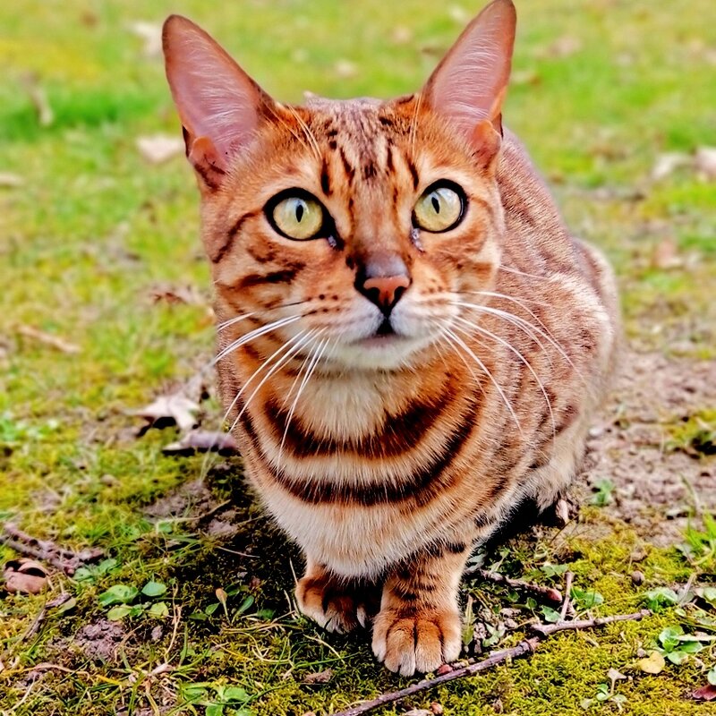 Про кота - Юрий. Шмаков