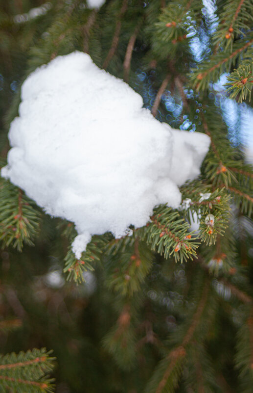 Моя любимая ёлочка - Светлана Мишенёва Моя любимая ёлочка - Светлана Мишенёва
