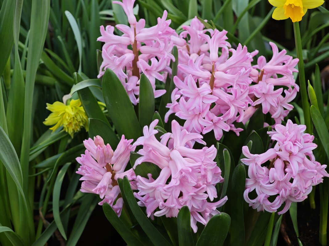 Гиацинты - Репетиция весны в Аптекарском огороде - <<< Наташа >>> Гиацинты - Репетиция весны в Аптекарском огороде - <<< Наташа >>>