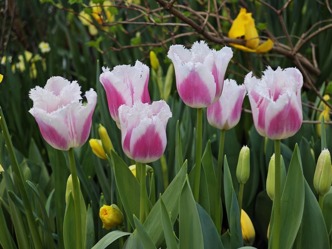 Тюльпаны - Репетиция весны в Аптекарском огороде - <<< Наташа >>> Тюльпаны - Репетиция весны в Аптекарском огороде - <<< Наташа >>>