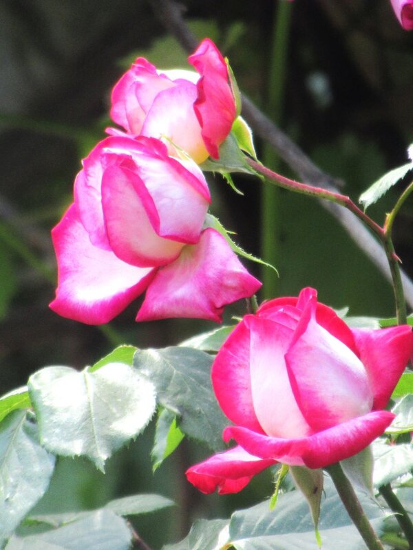 Розы... розы... - viach 