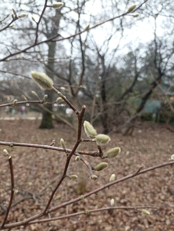 В ожидании весны - Pippa В ожидании весны - Pippa