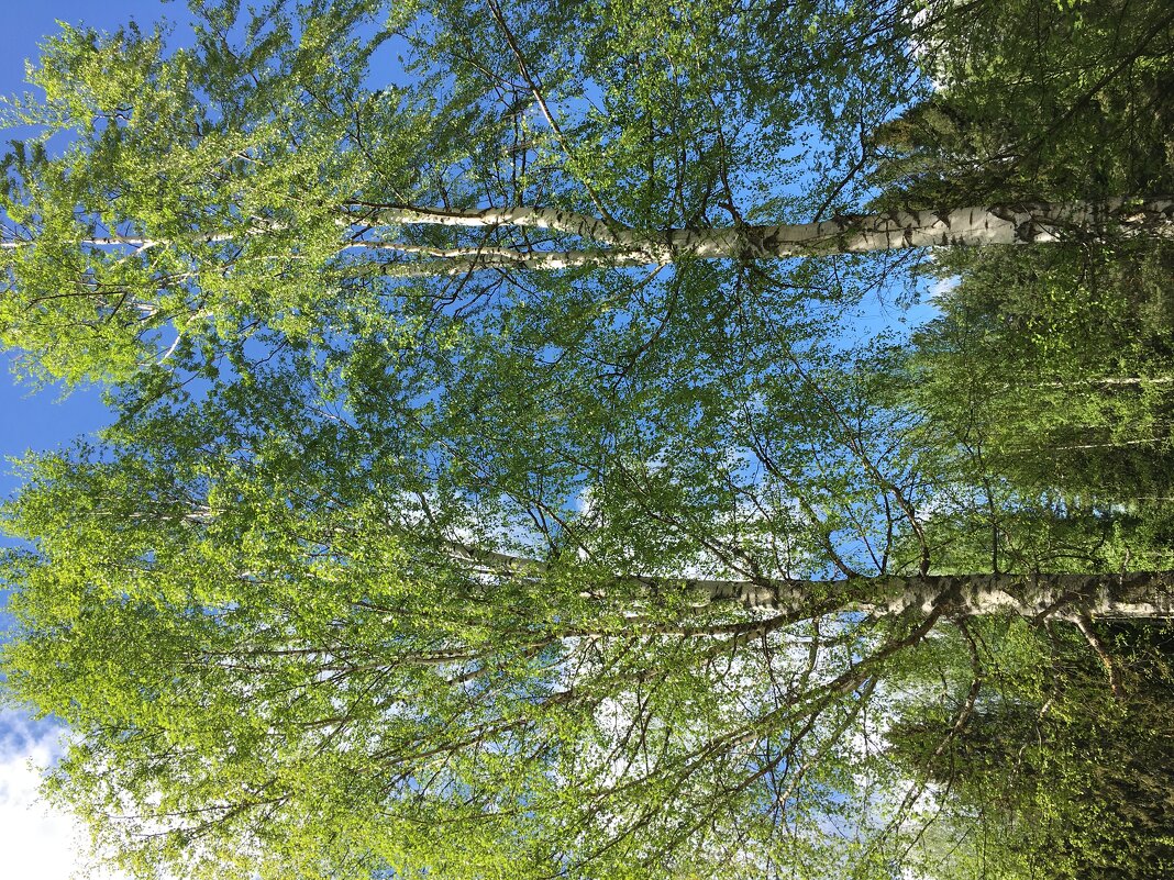 ***Березы...русские березы...*** - Olga Oskolkova