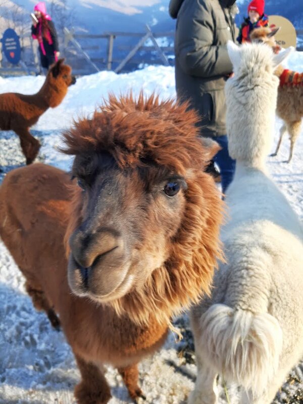 Парк АЛЬПАК. Роза хутор - Tata Wolf
