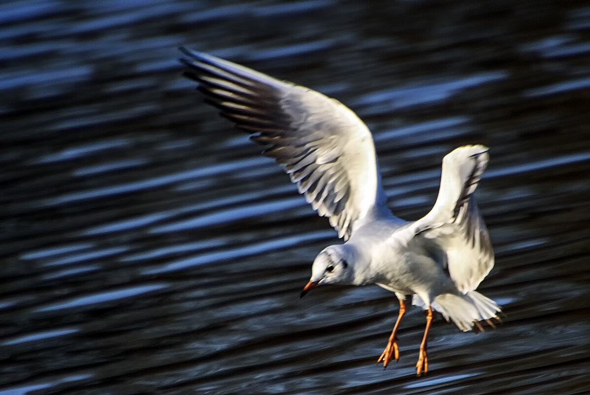 ***** - Андроник Александр 