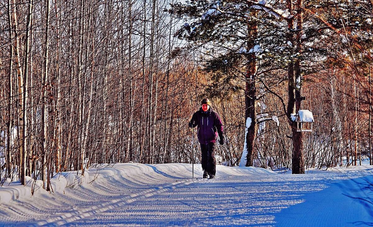 Лыжник и птичья кормушка! - Владимир 