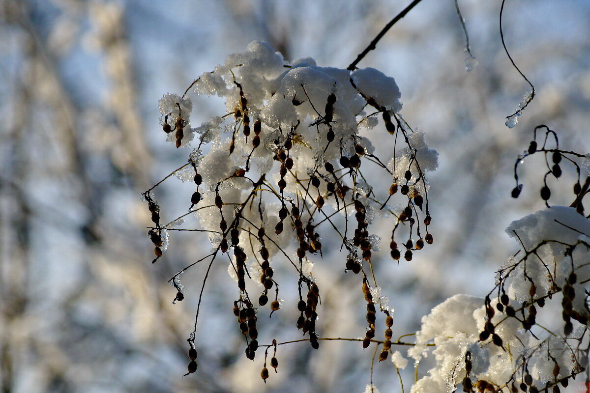 Зимним днём... - Николай Саржанов Зимним днём... - Николай Саржанов