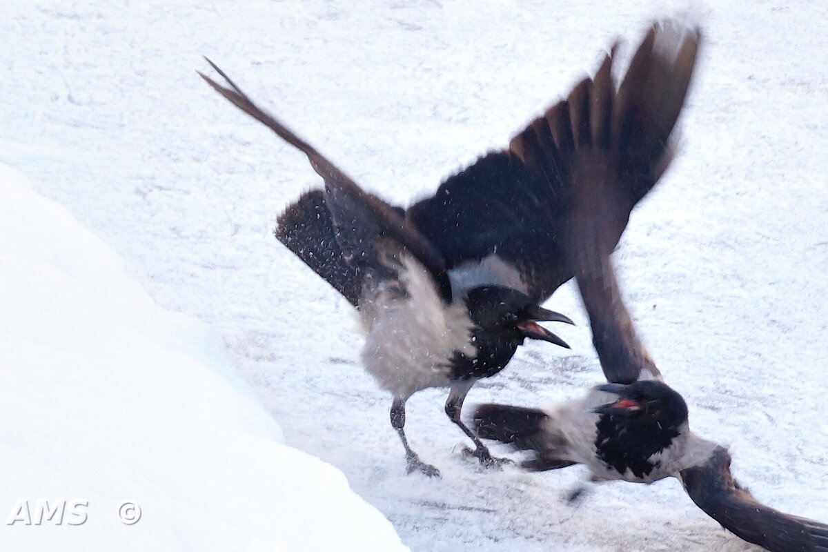 !!!! - kolyeretka !!!! - kolyeretka