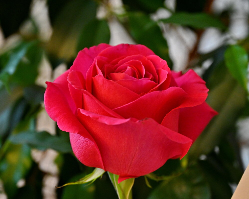 роза - Анатолий роза - Анатолий