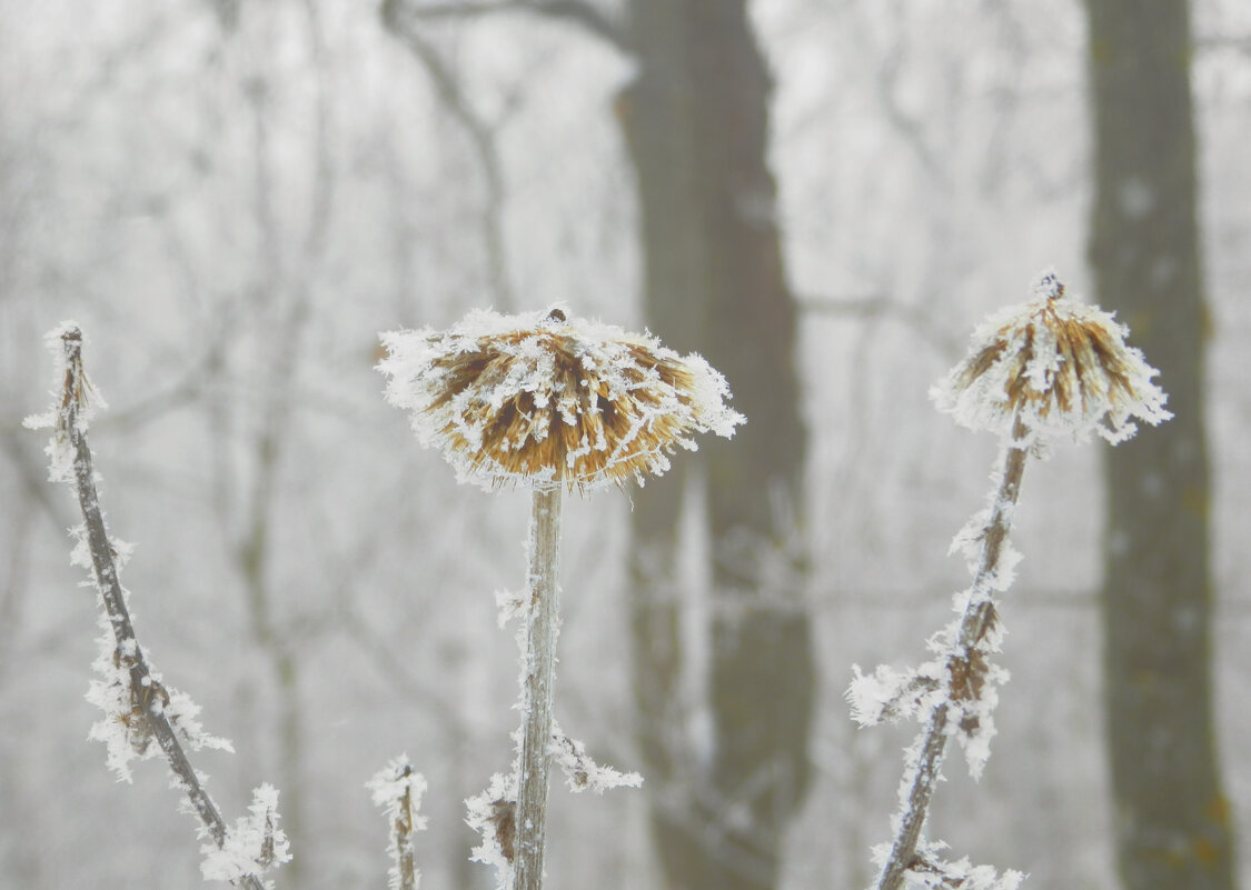 *** - Лера *** - Лера