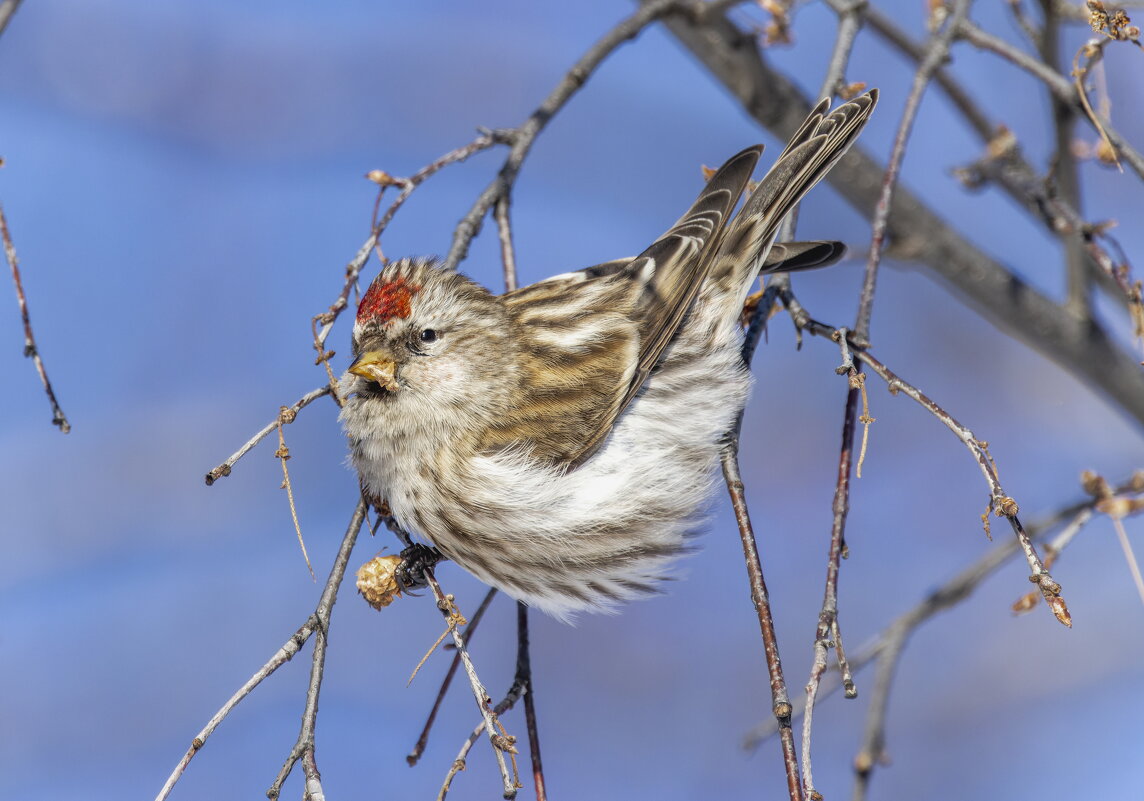 чечетка - юрий макаров чечетка - юрий макаров