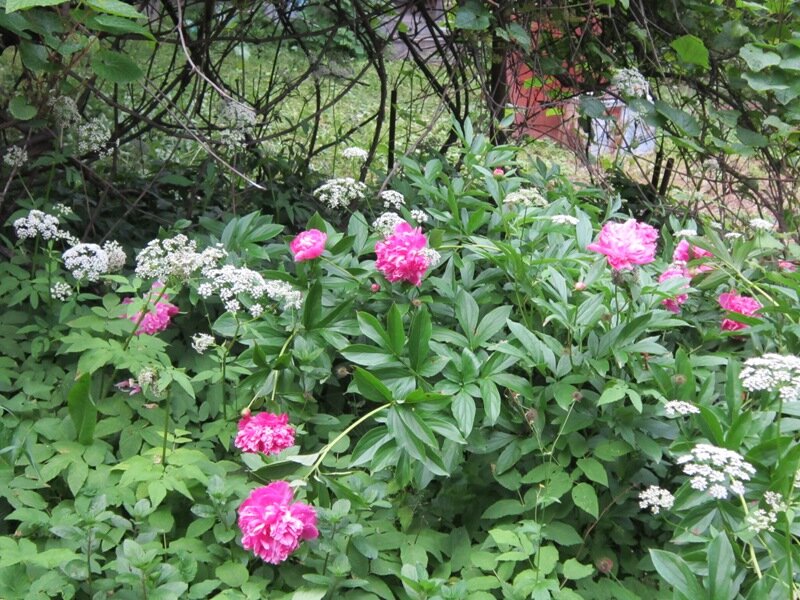 Пионы - Дмитрий Никитин