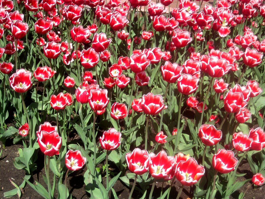 МОРЕ ТЮЛЬПАНОВ К ПРАЗДНИКУ - Елена Семигина МОРЕ ТЮЛЬПАНОВ К ПРАЗДНИКУ - Елена Семигина