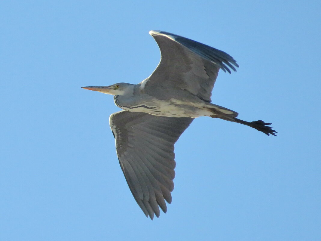 Полёт цапли - Андрей Снегерёв Полёт цапли - Андрей Снегерёв