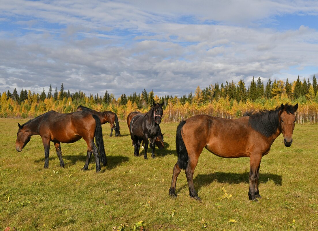 Осенний табун - Сергей Шаврин Осенний табун - Сергей Шаврин