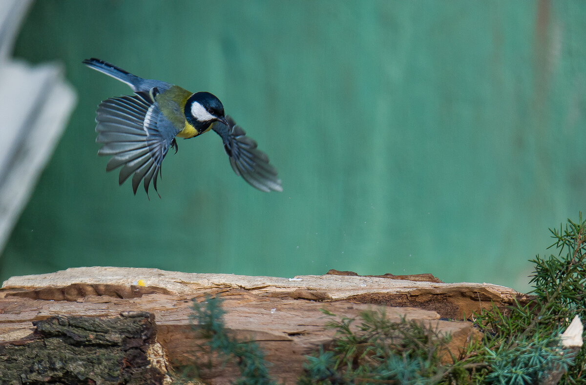 Вижу цель! - Sergey (Apg) Вижу цель! - Sergey (Apg)