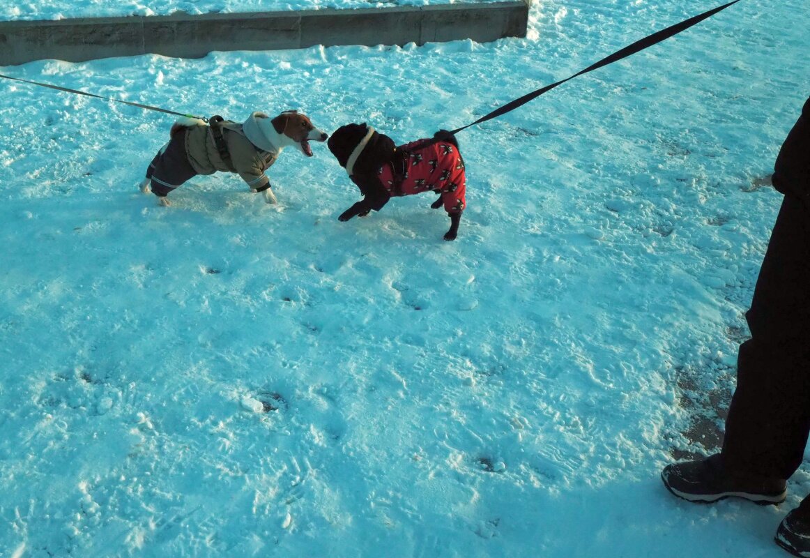 -У меня жилетка лучше!- Нет - у меня! - Евгений 