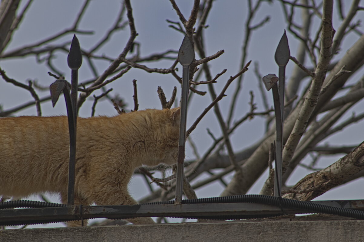 Рыжик на Охоте ))) - Giant Tao /