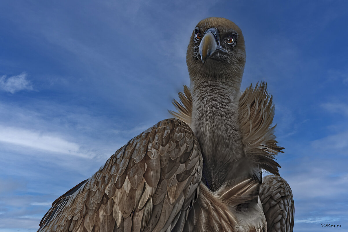 In all its glory - Shmual & Vika Retro