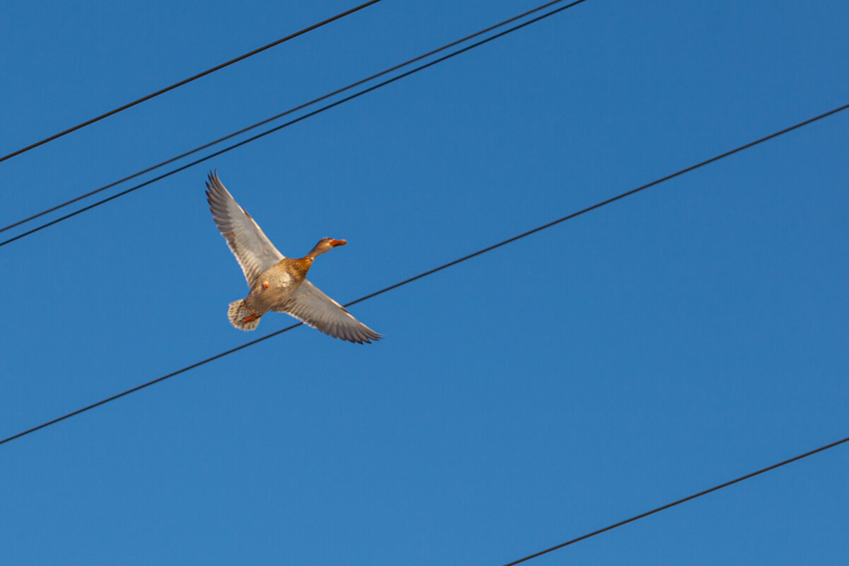 в полете - Denis Doroshenko