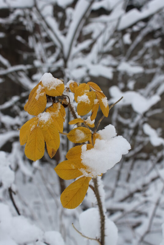 Сквозь снег - Любовь Иванова