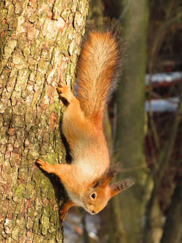 Меняет свой наряд - Андрей Снегерёв Меняет свой наряд - Андрей Снегерёв