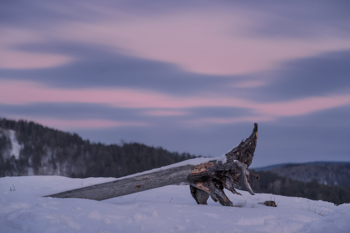 Лесной житель - Александр Иванов